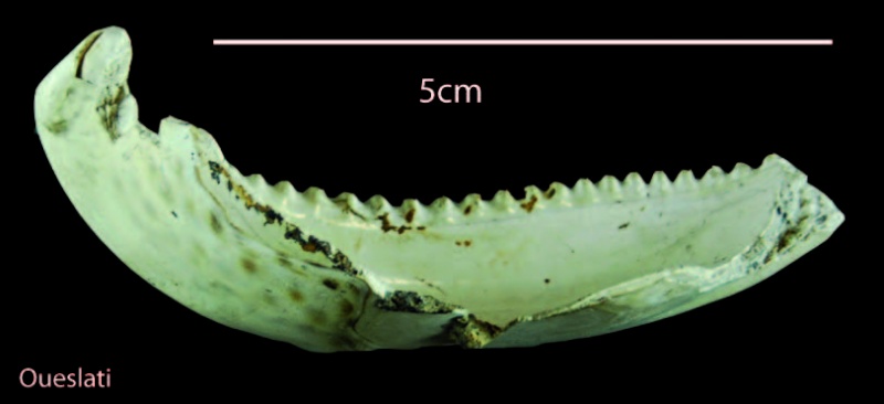 Archéologie: Cypraea Cyprae10