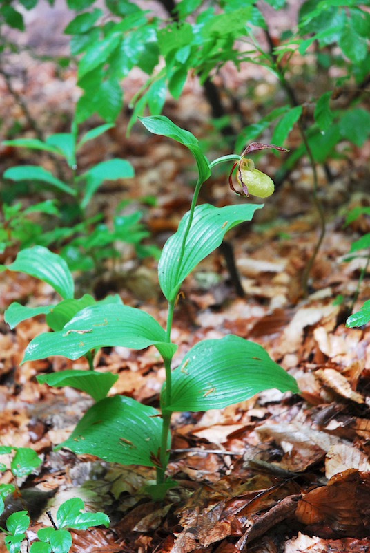 Introduction Cypripedium calceolus dans le Jura suisse 0213