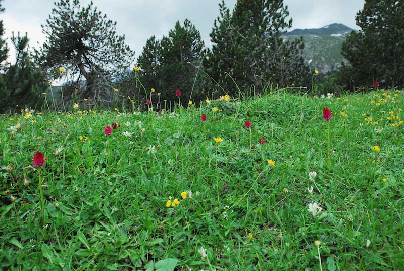 Gymnadenia rubra (Nigritelle rouge) 0814