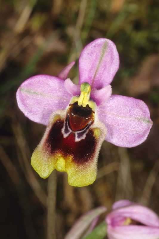 Ophrys tenthredinifera subsp  neglecta ( Ophrys oublié ) 19990410