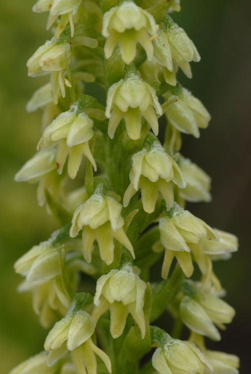 Pseudorchis albida ( Orchis blanc ) 20080620