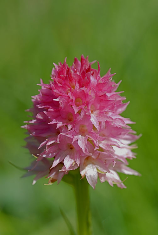 Gymnadenia ( Nigritella ) rhellicani ( N. de Rellikon ) 8001210