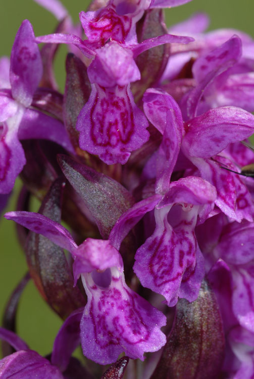Dactylorhiza cruenta ( Orchis rouge sang ) 8001410