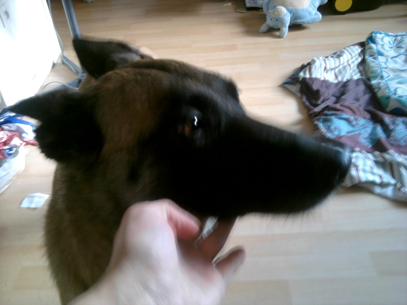 Aska femelle malinoise 6 ans Aika110