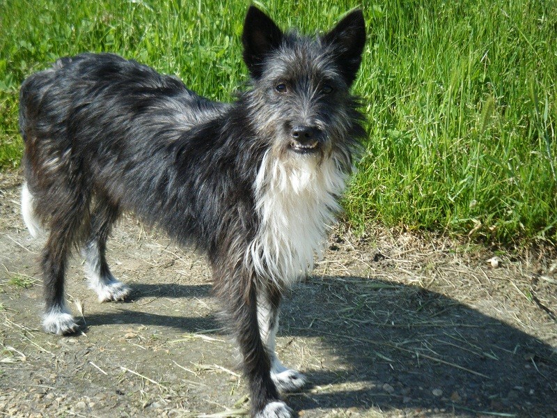 ALDO - terrier 11 ans - Association Alerte sos - recherche toujours a famille definitive Aldo_010