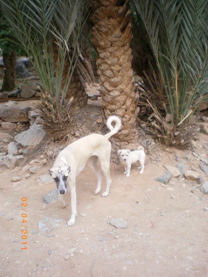 alma femelle x greyhound 9 mois (amparo) Alma310