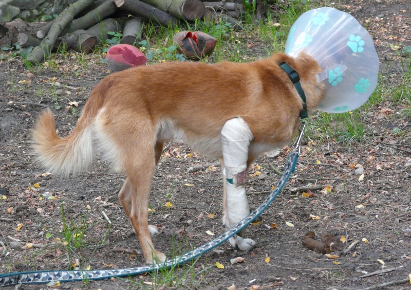 Bobby petit chien renversé par une voiture a été pris en charge par ALERTE SOS Bobby10