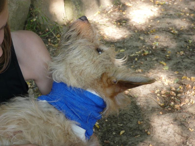  WOODY (ex CHOUPY) x griffon fauve/blanc 7 ans - en FA pour l'Asso Alerte Sos  (92) Choupy14