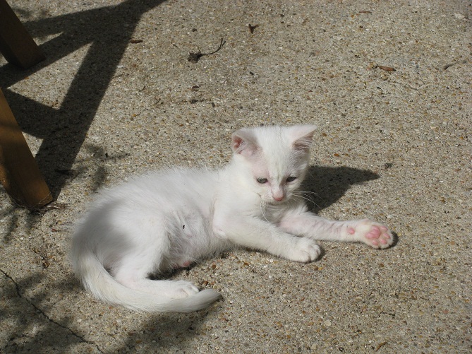 WILLOW, chaton mâle européen né le 20/04/2012 Img_0057