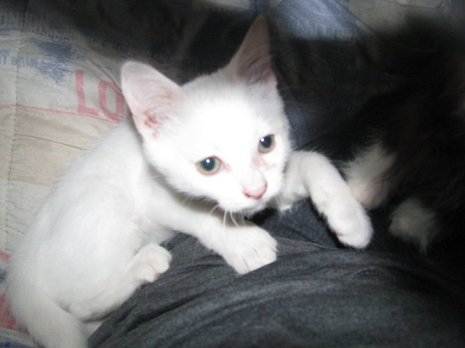 WILLOW, chaton mâle européen né le 20/04/2012 Img_0058