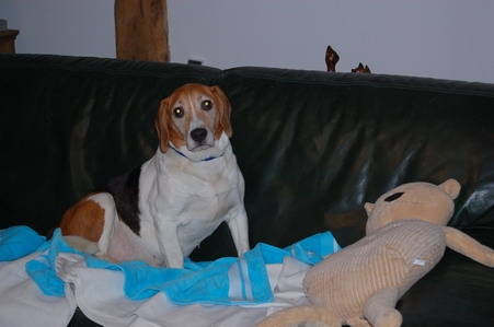 Des news de LUCKY dit LULU, petit beagle ! Lucky110