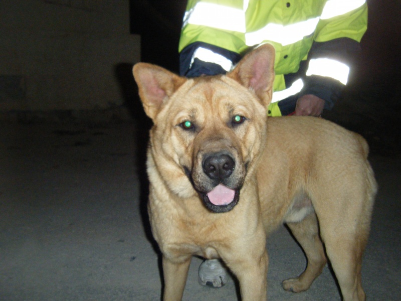 MOLOSO, mâle croisé sharpei né en mars 2011 - gros gabarit adulte Moloso11