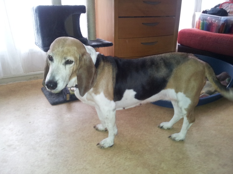 ULKA - basset artesien 12 ans - Asso Alerte Sos  Photo175