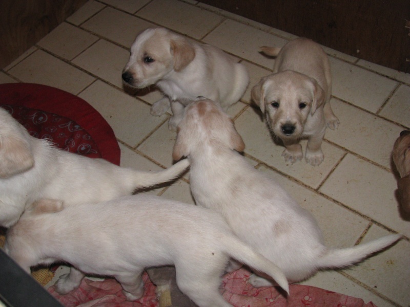 Chiots x labrador à réserver adoptables à partir du 14 février Photos59