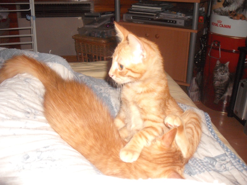 Prince et Rebelle chatons males 3,5 mois Prince11