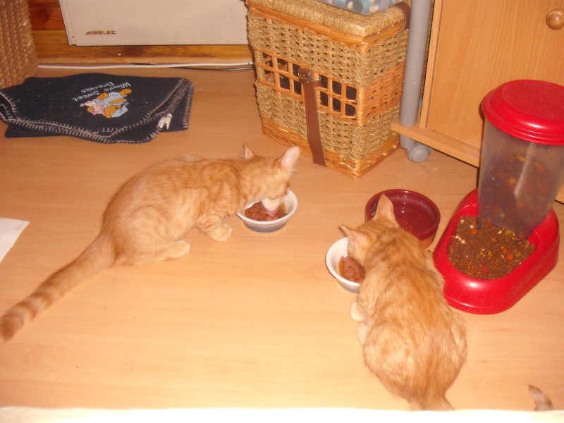 Prince et Rebelle chatons males 3,5 mois Prince14