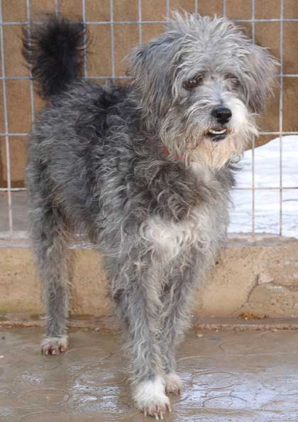 rey male x caniche 6 ans Rey21010