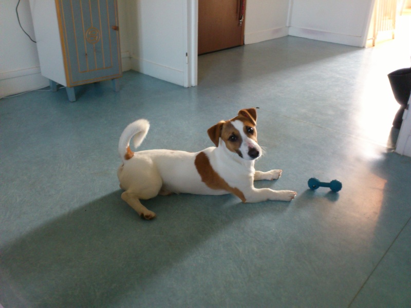 RODOLPHE male jack Russel de 5 mois Rodolp10