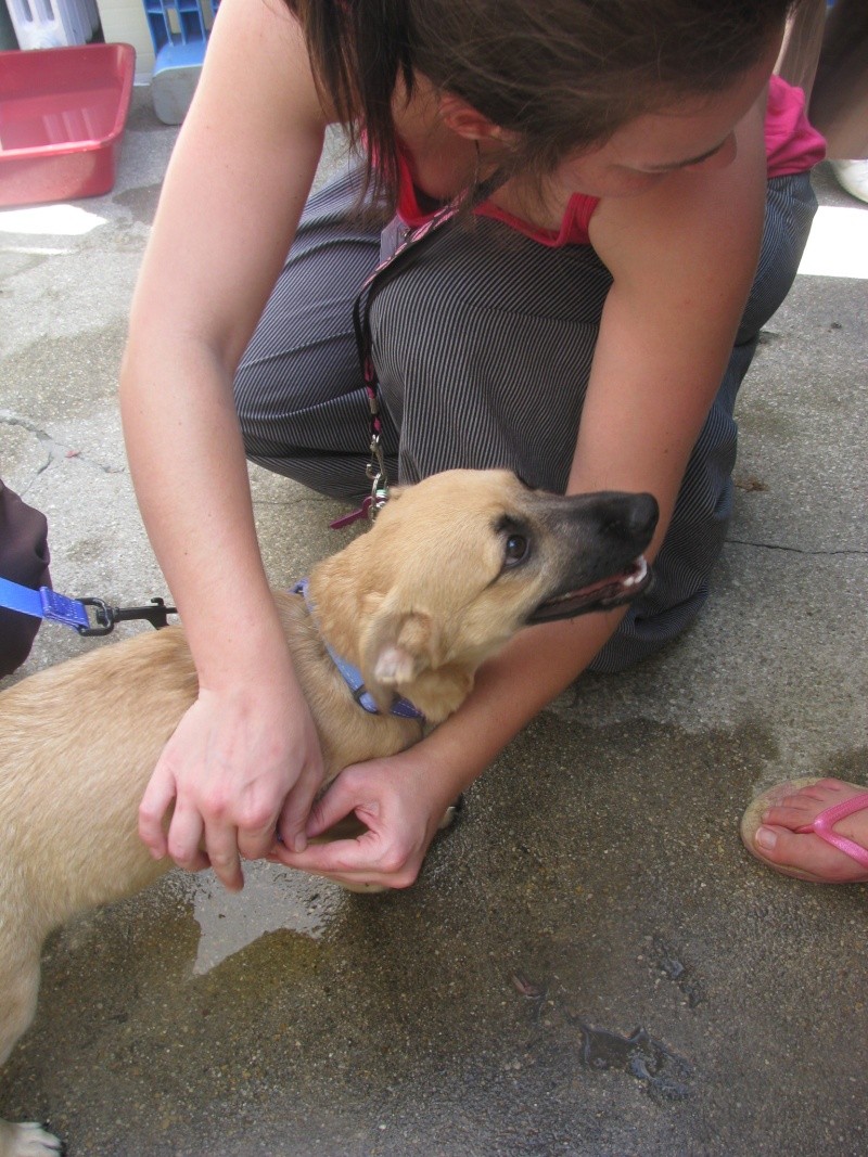 Arrivée et sauvetages des 32 chiens et deux chats d'Amparo le samedi 3 septembre 2011 Sauvet43