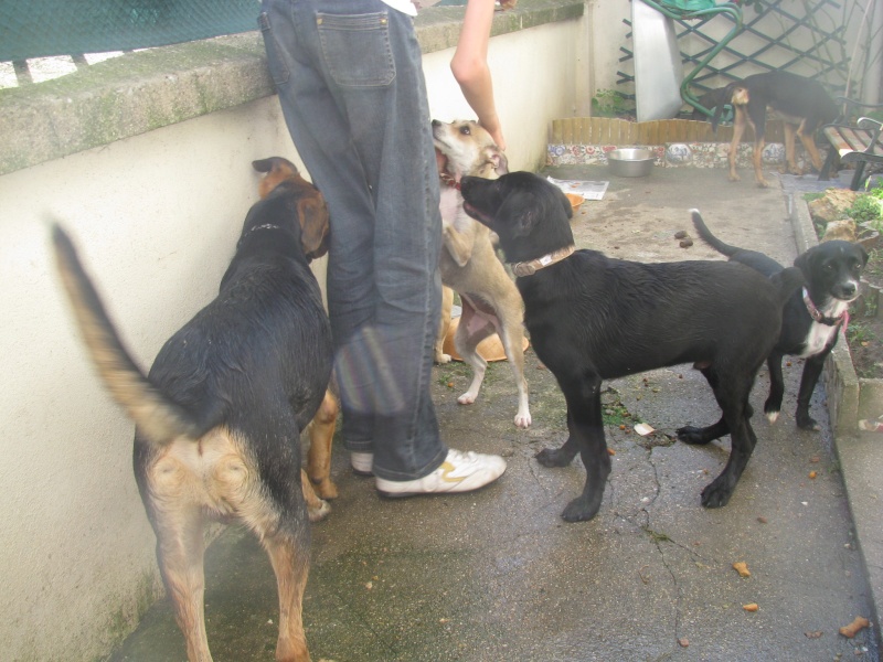 Arrivée et sauvetages des 32 chiens et deux chats d'Amparo le samedi 3 septembre 2011 Sauvet69