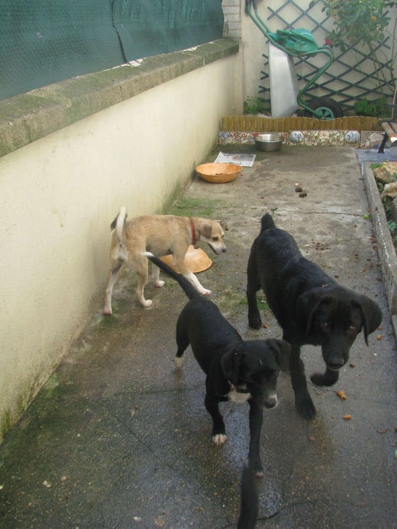Arrivée et sauvetages des 32 chiens et deux chats d'Amparo le samedi 3 septembre 2011 Sauvet71