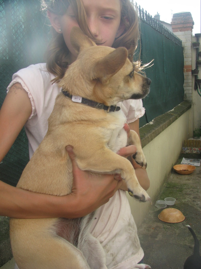 Arrivée et sauvetages des 32 chiens et deux chats d'Amparo le samedi 3 septembre 2011 Sauvet72