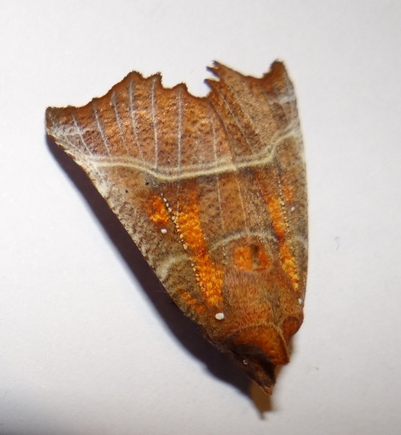 [Scoliopterix libatrix]Papillon de Strasbourg vivant Dsc02310
