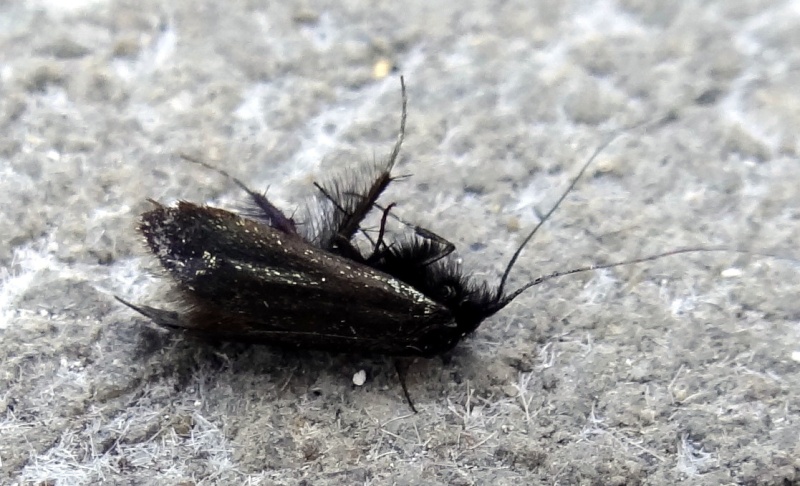 Qui connait cet insecte noir aux longues antennes Plaine 67 Dsc04515