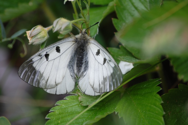 [Parnassius mnemosyne](Papilionidae Parnassinae papillon  04 Dsc_0010