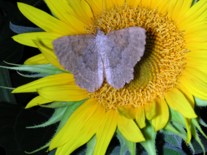 Papillon photographié la nuit sur tournesol Dscn3411