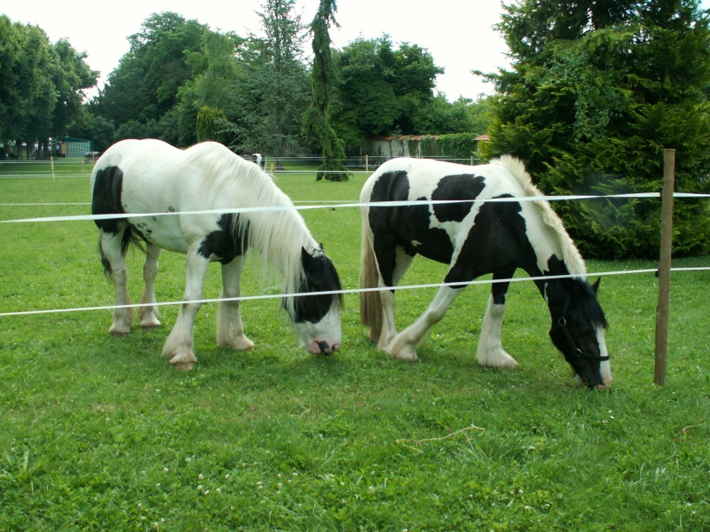 meeting irishcob 2008 - Page 8 Pict0031