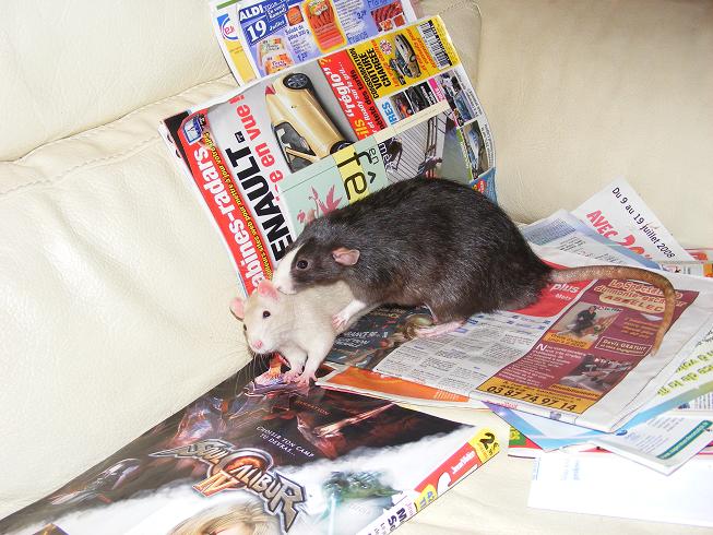 Tentative de domination chez le rat! Cthu_a10