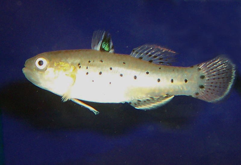 Stigmatogobius sadanundio 100_5010