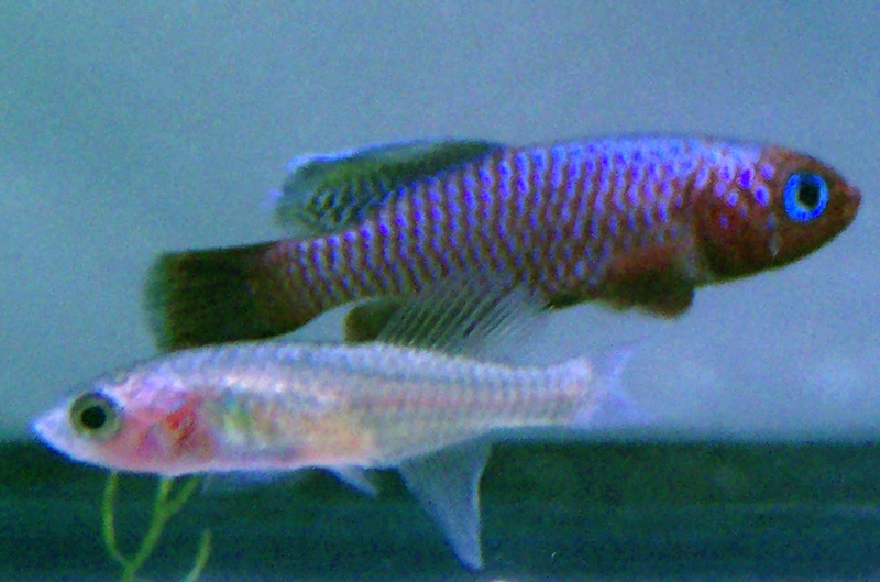 Nothobranchius rubripinnis 100_8021