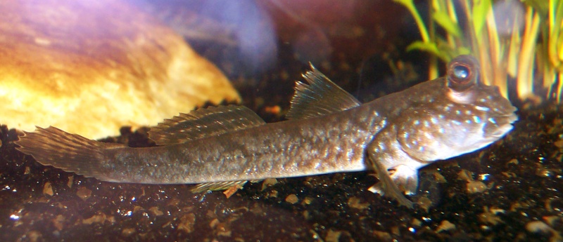 Periophthalmodon septemradius 100_9018