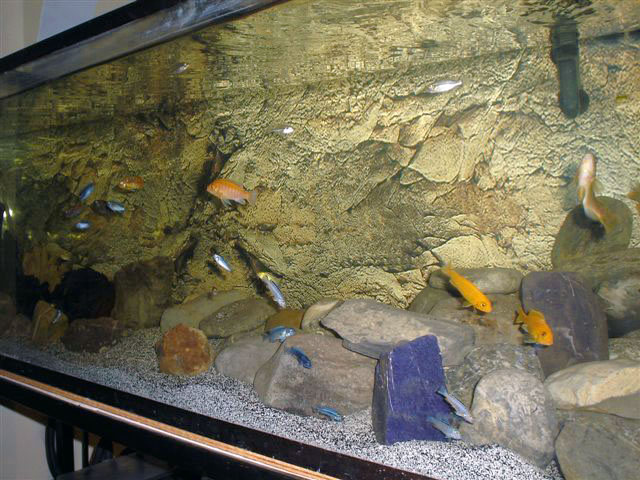 aquarium de lc 72 Dsc03210