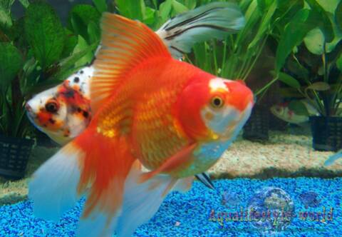Photo De Poisson Deau Froide