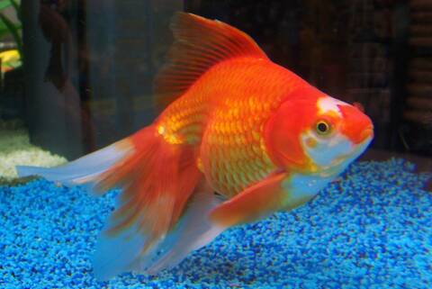 Photo De Poisson Deau Froide