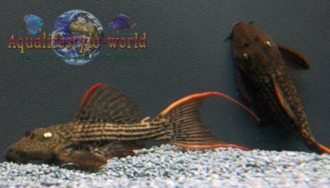Poisson Chat Synonyme 6 Lettres Poisson Chat Synonyme 6 Lettres