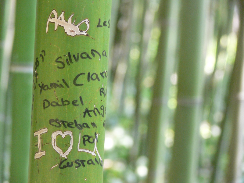 Bambou que j'aime 06_07_10