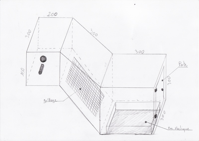 loriquet de swanson Img10