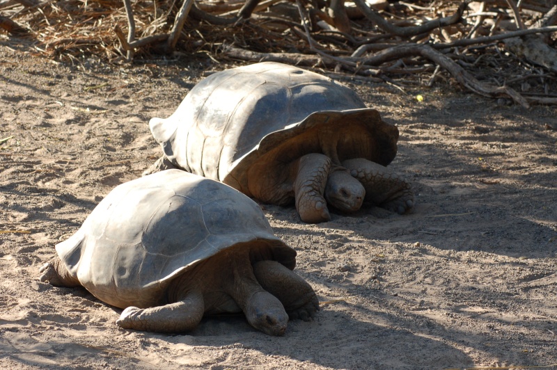 tortues des galàpagos Dsc_0410