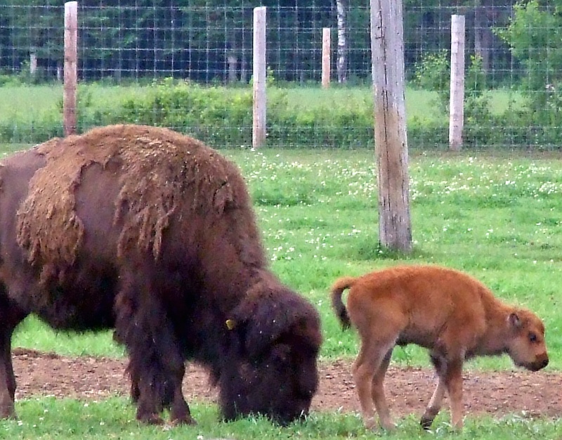 bisons en pacage Bison011
