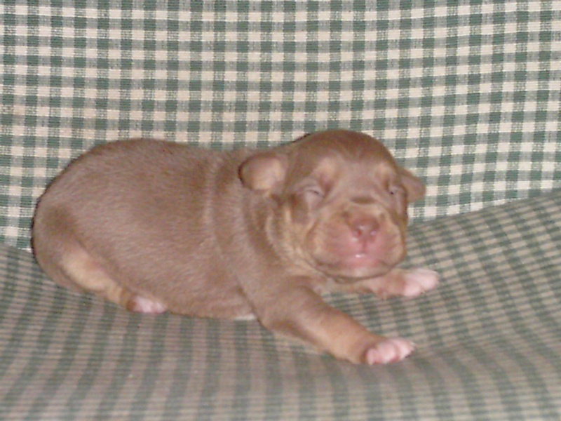 PUPPIES! Mocha10