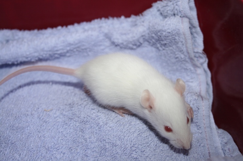 7 rats  adopter (metz-57 + co-voits) Femell13