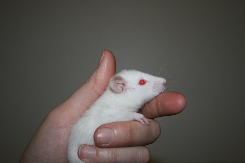 7 rats  adopter (metz-57 + co-voits) Femell28