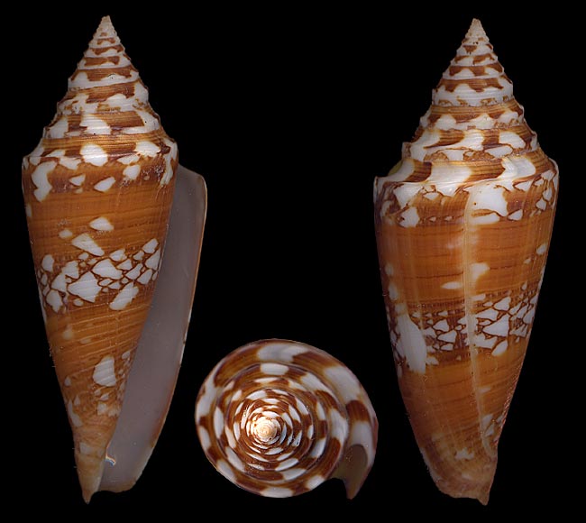 Conus (Leptoconus) castaneofasciatus arbornatalis  da Motta, 1978 Amadis10