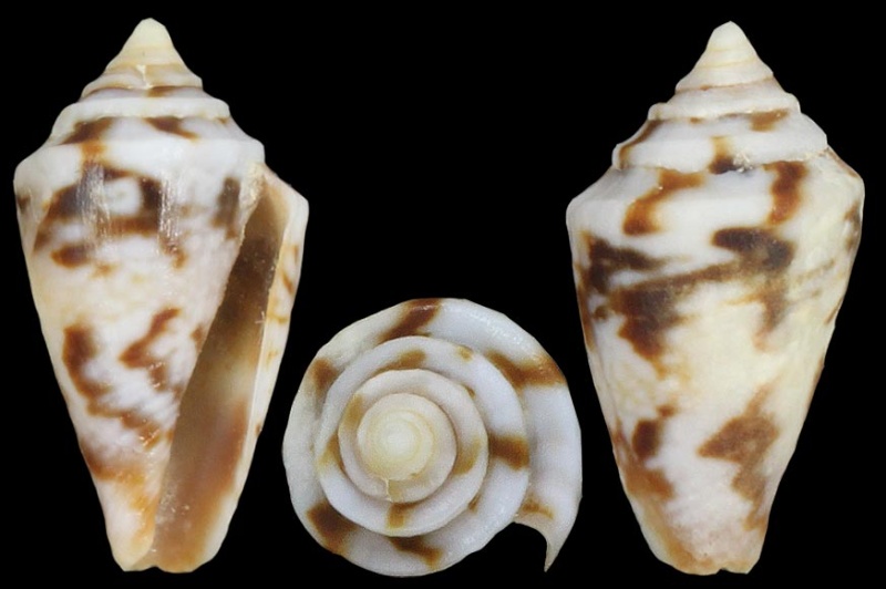 Conus (Pseudolilliconus) boschorum   Moolenbeek & Coomans, 1993 Boscho10