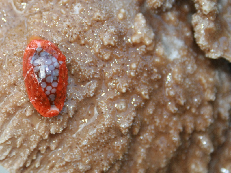Cribrarula esontropia cribellum - (Gaskoin, 1849) - Live Cribel10