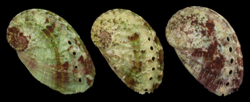 Haliotis rugosa Lamarck, 1822 - de Rodrigues Haliot10